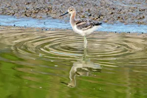 Bear River National Wildlife Re Prints: USA, Utah, Bear River National Wildlife Refuge. American avocet chick feeding in water