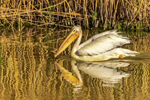Reed Prints: USA, Utah, Bear River National Wildlife Refuge. Close-up of pelican in water at sunrise