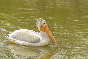 Bear River National Wildlife Re Prints: USA, Utah, Bear River National Wildlife Refuge. Close-up of pelican in water