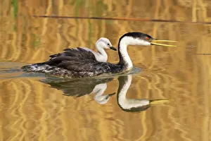 Grebe Prints: USA, Utah, Bear River National Wildlife Refuge. Western grebe and chick in water