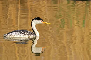 Bear River National Wildlife Re Prints: USA, Utah, Bear River National Wildlife Refuge. Clark's grebe and reflection in water