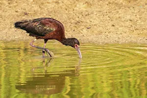 Bear River National Wildlife Re Prints: USA, Utah, Bear River National Wildlife Refuge. White-faced ibis feeding