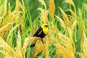 Reed Prints: USA, Utah, Bear River National Wildlife Refuge. Yellow-headed blackbird in reeds