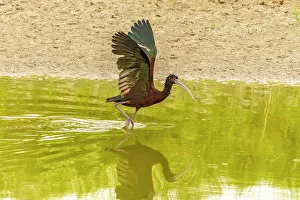 Bear River National Wildlife Re Prints: USA, Utah, Bear River National Wildlife Refuge. White-faced ibis with wing stretch