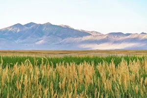 Reed Prints: USA, Utah, Bear River National Wildlife Refuge. Mountain and plain landscape