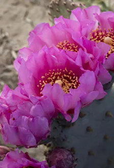 Images Dated 21st January 2020: USA, Utah. Beavertail prickly pear cactus, Factory Butte, Upper Blue Hills