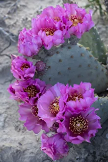 Images Dated 21st January 2020: USA, Utah. Beavertail prickly pear cactus, Factory Butte, Upper Blue Hills