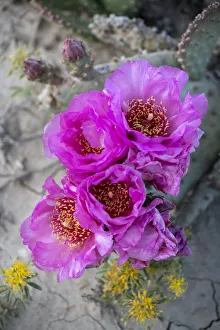 Images Dated 21st January 2020: USA, Utah. Beavertail prickly pear cactus, Factory Butte, Upper Blue Hills