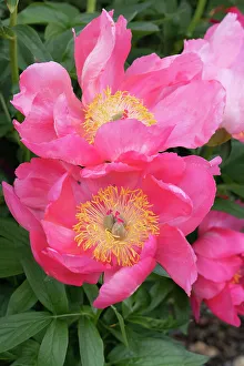 Judith Zimmerman Prints: USA, Utah. Bowl of beauty peony, Red Butte Gardens