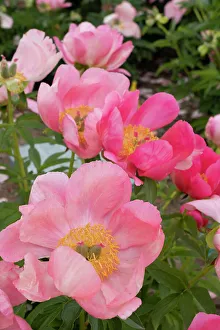 Judith Zimmerman Prints: USA, Utah. Bowl of beauty peony, Red Butte Gardens