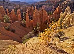 Images Dated 10th August 2007: USA, Utah, Bryce Canyon National Park. Autumn Quaking Aspen in morning light at Fairyland