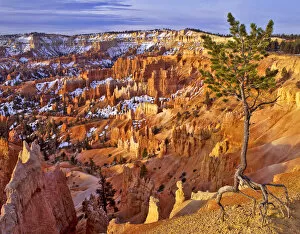 Images Dated 10th August 2007: USA, Utah, Bryce Canyon National Park. Limber pine at Bryce Amphitheater; snow amid
