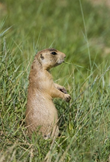 Images Dated 2nd August 2010: USA, Utah, Bryce Canyon National Park. Close-up of endangered Utah prairie dog feeding