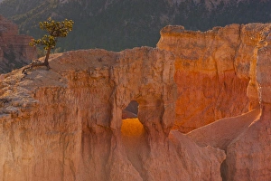 Images Dated 1st November 2011: USA, Utah, Bryce Canyon National Park. Tree growing in rock formation. Credit as