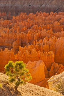 Images Dated 31st October 2011: USA, Utah, Bryce Canyon National Park. Credit as: Cathy & Gordon Illg / Jaynes Gallery