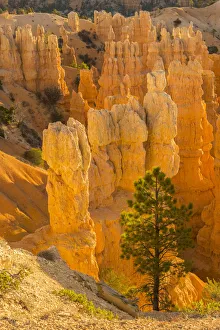Images Dated 1st November 2016: USA, Utah, Bryce Canyon National Park. Rock formations