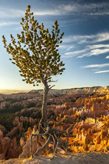 Bryce Canyon Prints: USA, Utah, Bryce Canyon National Park. Sunrise on ponderosa pine and canyon. Credit as