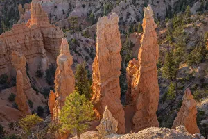 Images Dated 23rd June 2020: USA, Utah, Bryce Canyon National Park, Colorful eroded hoodoos below Fairyland Point in