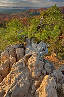 USA, Utah, Bryce Canyon National Park. Sunrise on canyon landscape