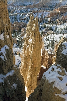 Images Dated 7th January 2007: USA, Utah, Bryce Canyon National Park. In winter