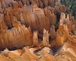 Vast Prints: USA, Utah, Bryce Canyon NP. An overhead view of hoodoos, in Bryce Canyon National Park