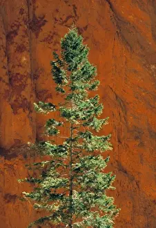 Complimentary Color Prints: USA, Utah, Bryce Canyon NP. A stately pine tree seeks sunlight in Bryce Canyon National Park