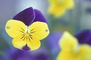 Cache Valley Prints: USA, Utah, Cache Valley Detail of a Johnny Jump Up (Viola tricolor) in a garden