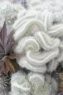 Judith Zimmerman Prints: USA, Utah. Cactus, Red Butte Gardens