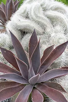 Images Dated 12th January 2024: USA, Utah. Cactus, Red Butte Gardens