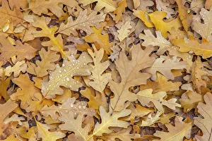 Grand Staircase Escalante Natio Prints: USA, Utah, Calf Creek Recreation Area. Dew on fallen oak leaves
