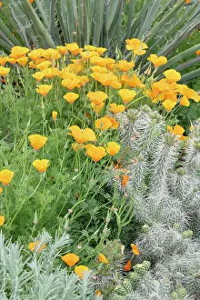 Judith Zimmerman Prints: USA, Utah. California poppy and cliffrose