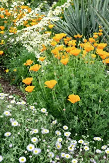 Images Dated 12th January 2024: USA, Utah. California poppy and cliffrose (Purshia Mexicana), Red Butte Gardens
