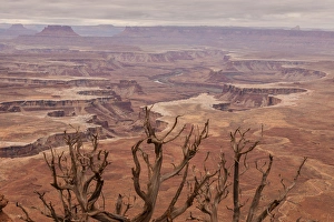 Images Dated 5th December 2014: USA, Utah, Canyonlands National Park. White Rim landscape