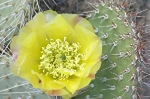 USA, Utah, Canyonlands, NP, Desert Prickly Pear Cactus (Opuntia phaeacantha)