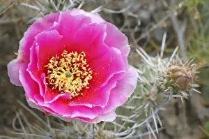 Images Dated 16th August 2012: USA, Utah, Canyonlands NP, Desert Prickly Pear Cactus (Opuntia phaeacantha)