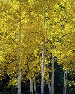 USA, Utah, Capital Reef National Park. Aspen trees in sunlit yellow color
