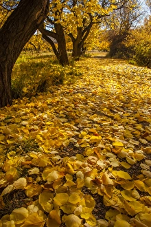Fallen Prints: USA, Utah, Capitol Reef. Autumn leaves on Fremont River Trail