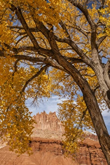 The Castle Prints: USA, Utah, Capitol Reef. The Castle rock formation framed by tree