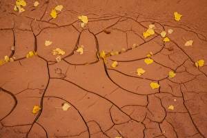 Cracked Prints: USA, Utah, Capitol Reef. Cracked mud and fall leaves