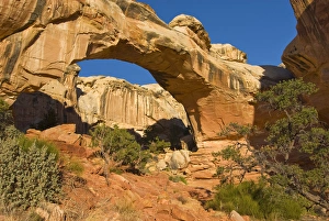Images Dated 15th March 2007: USA, Utah, Capitol Reef National Park. Morning light on Hickman Bridge