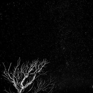 Images Dated 10th October 2015: USA, Utah, Capitol Reef National Park. Dead tree and night sky