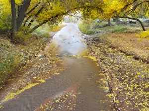 USA, Utah. Capitol Reef National Park, Sulphur Creek with fallen Cottonwood leaves