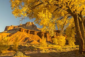 Images Dated 2nd April 2019: USA, Utah, Capitol Reef National Park. Cottonwood trees and The Castle rock formation