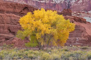 Images Dated 1st July 2020: USA, Utah, Capitol Reef National Park, Autumn-colored Fremont cottonwoods growing at base