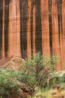 Images Dated 24th June 2020: USA, Utah, Capitol Reef National Park, Mineral-stained walls of Wingate Sandstone form
