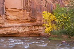 Images Dated 25th March 2020: USA, Utah, Capitol Reef National Park, Autumn colored box elder grows alongside sandstone