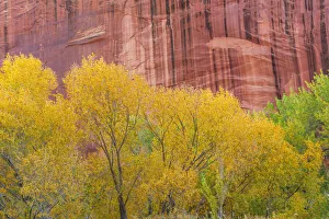 Images Dated 24th June 2020: USA, Utah, Capitol Reef National Park, Autumn colored Fremont cottonwoods grow alongside