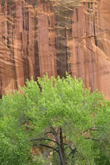 Images Dated 1st July 2020: USA, Utah, Capitol Reef National Park, Fremont cottonwood grows alongside sandstone walls