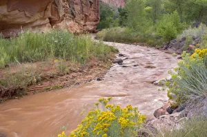 Images Dated 1st July 2020: USA, Utah, Capitol Reef National Park, Rabbitbrush blooms above curve in the muddy