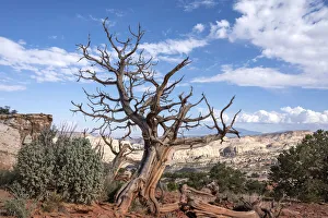 Dead Prints: USA, Utah, Capitol Reef National Park. Dead juniper tree